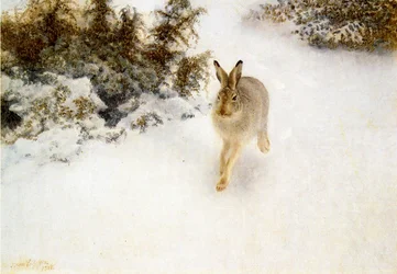 Winterhaas